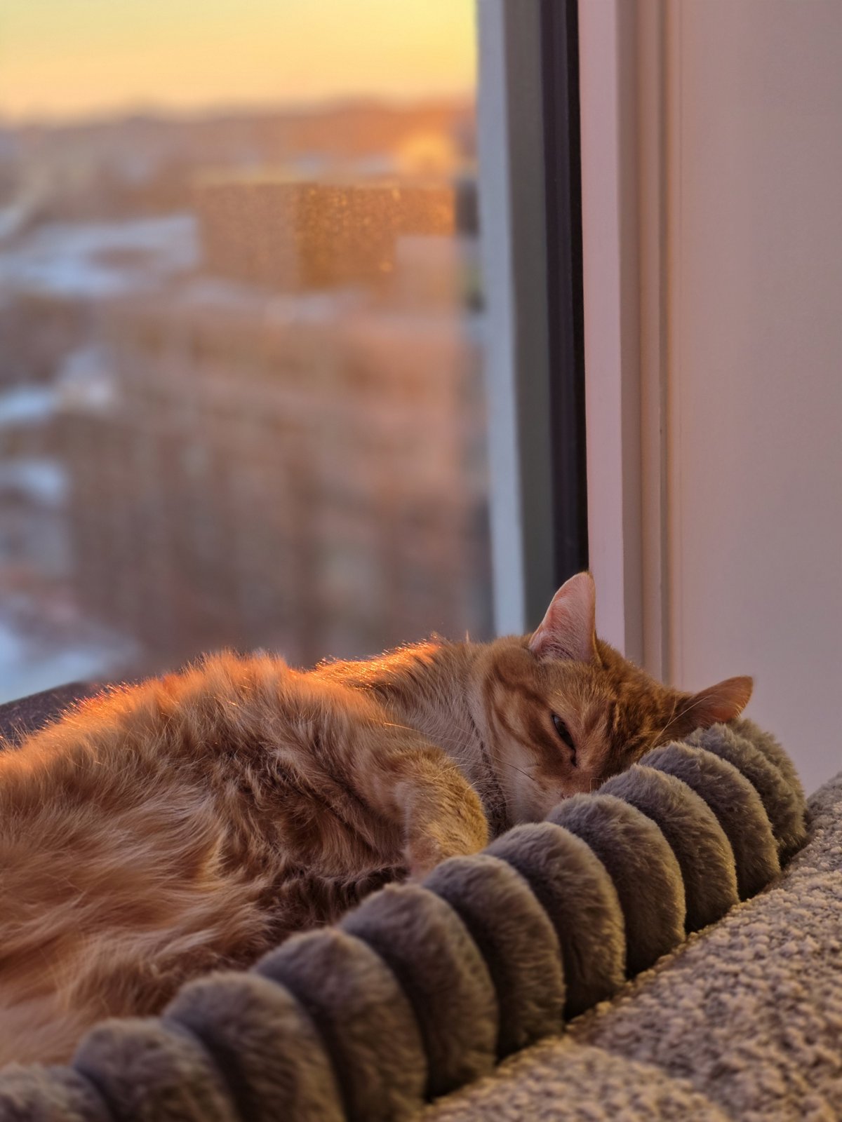 Sonny by the window at sunset
