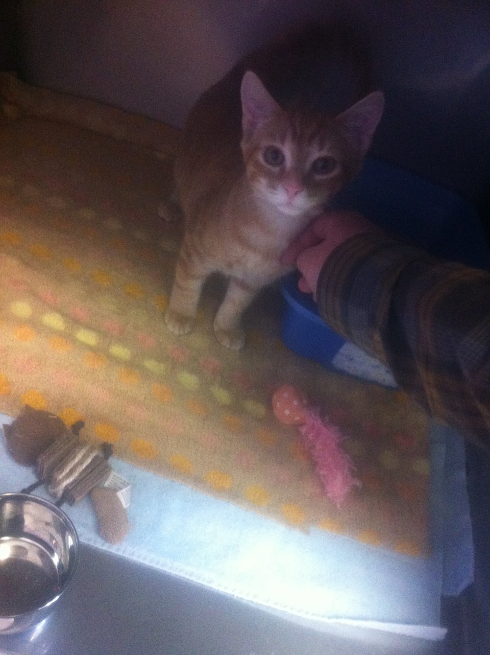 Sonny as a kitten on the day we met